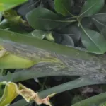 Dracunculus vulgaris — vulgaris