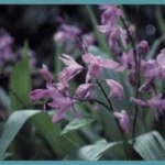 Bletilla striata