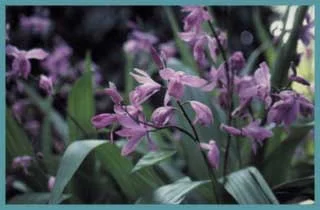 Bletilla striata