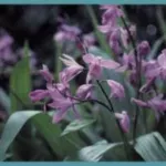Bletilla striata