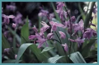 Bletilla striata