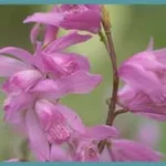 Bletilla striata — orchidé