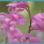 Bletilla striata — orchidé