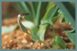 Arisarum vulgare