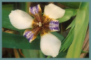 Neomarica northiana