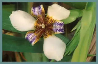 Neomarica northiana