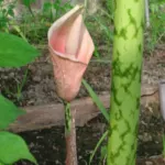 Amorphophallus bulbifer