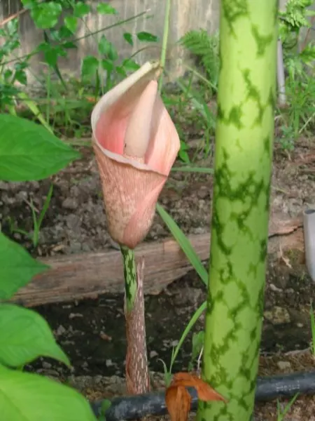 Amorphophallus bulbifer