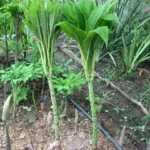 Amorphophallus bulbifer — Amorphophallus