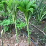 Amorphophallus bulbifer — photo 2