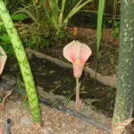 Amorphophallus bulbifer — bulbifer