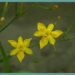 Moraea ramosissima
