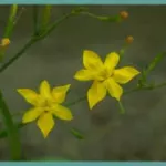 Moraea ramosissima