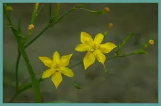 Moraea ramosissima