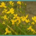 Moraea ramosissima — Moraea