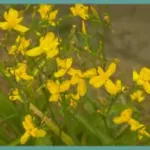 Moraea ramosissima — Moraea