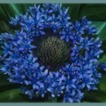 Scilla peruviana Grand Bleu /10