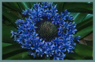 Scilla peruviana Grand Bleu /10