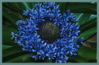 Scilla peruviana Grand Bleu /10