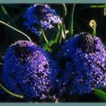 Scilla peruviana Grand Bleu /10 — photo 2