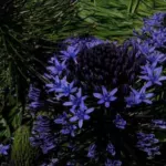 Scilla peruviana Grand Bleu /10 — photo 4