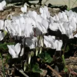 Cyclamen graecum album