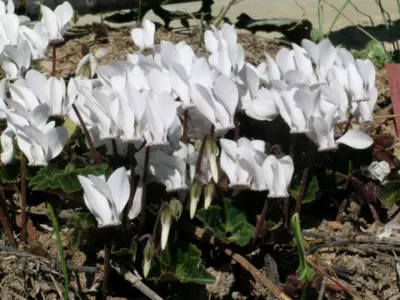 Cyclamen graecum album