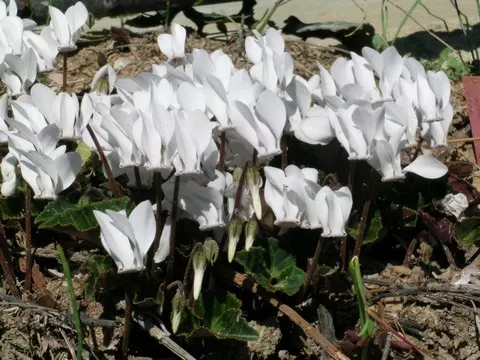 Cyclamen graecum album