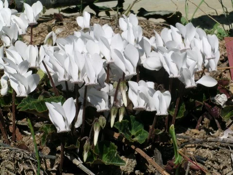 Cyclamen graecum album