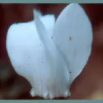 Cyclamen graecum album — Cyclamen