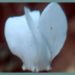 Cyclamen graecum album — photo 2