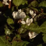 Cyclamen graecum album — graecum