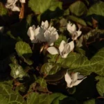 Cyclamen graecum album — photo 3
