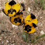 Hesperantha vaginata