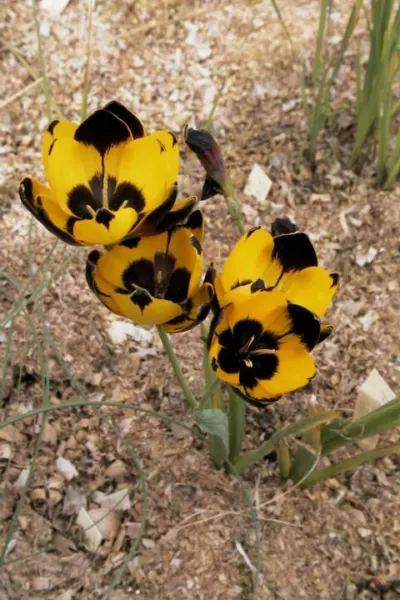 Hesperantha vaginata