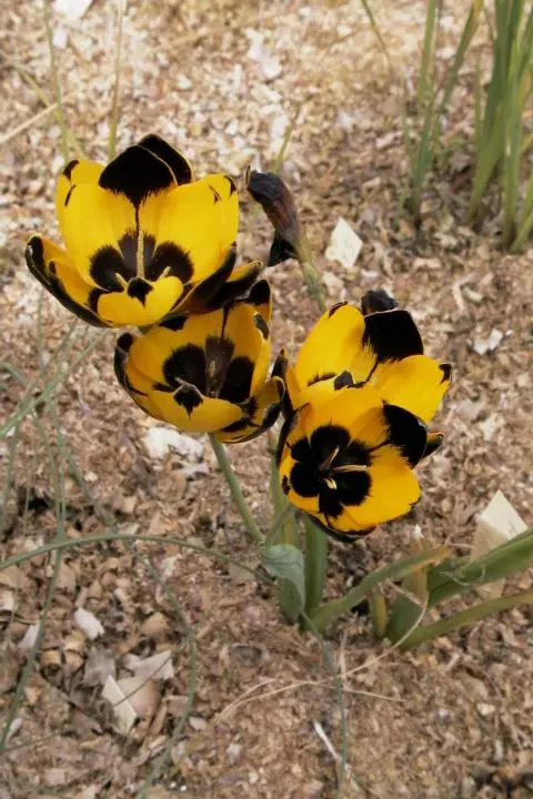 Hesperantha vaginata