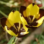 Hesperantha vaginata — photo 2