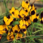 Hesperantha vaginata — photo 3