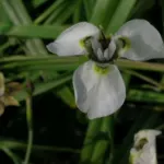 Moraea tricuspidata
