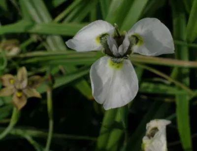 Moraea tricuspidata