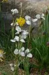 Moraea tricuspidata — Moraea