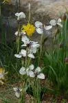 Moraea tricuspidata — photo 2