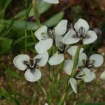 Moraea tricuspidata — tricuspidata