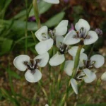 Moraea tricuspidata — photo 3