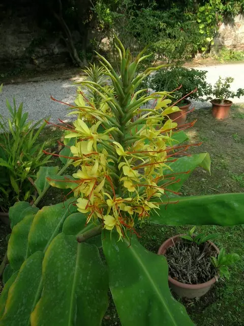 Hedychium gardnerianum