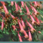 Tropaeolum pentaphyllum