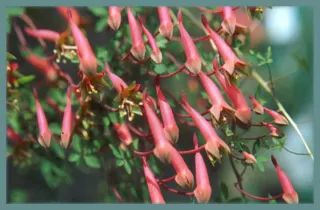 Tropaeolum pentaphyllum