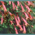Tropaeolum pentaphyllum
