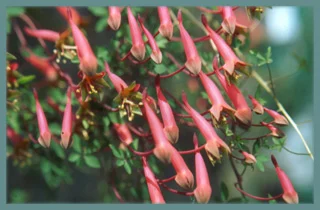 Tropaeolum pentaphyllum