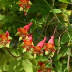 Tropaeolum pentaphyllum — Tropaeolum